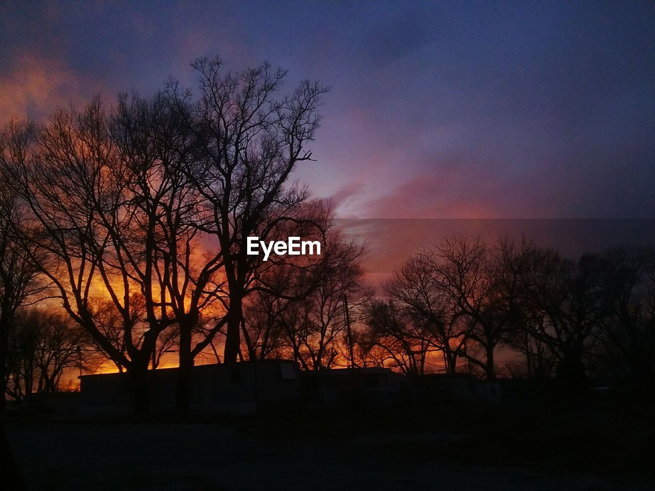 SILHOUETTE OF TREES AT SUNSET