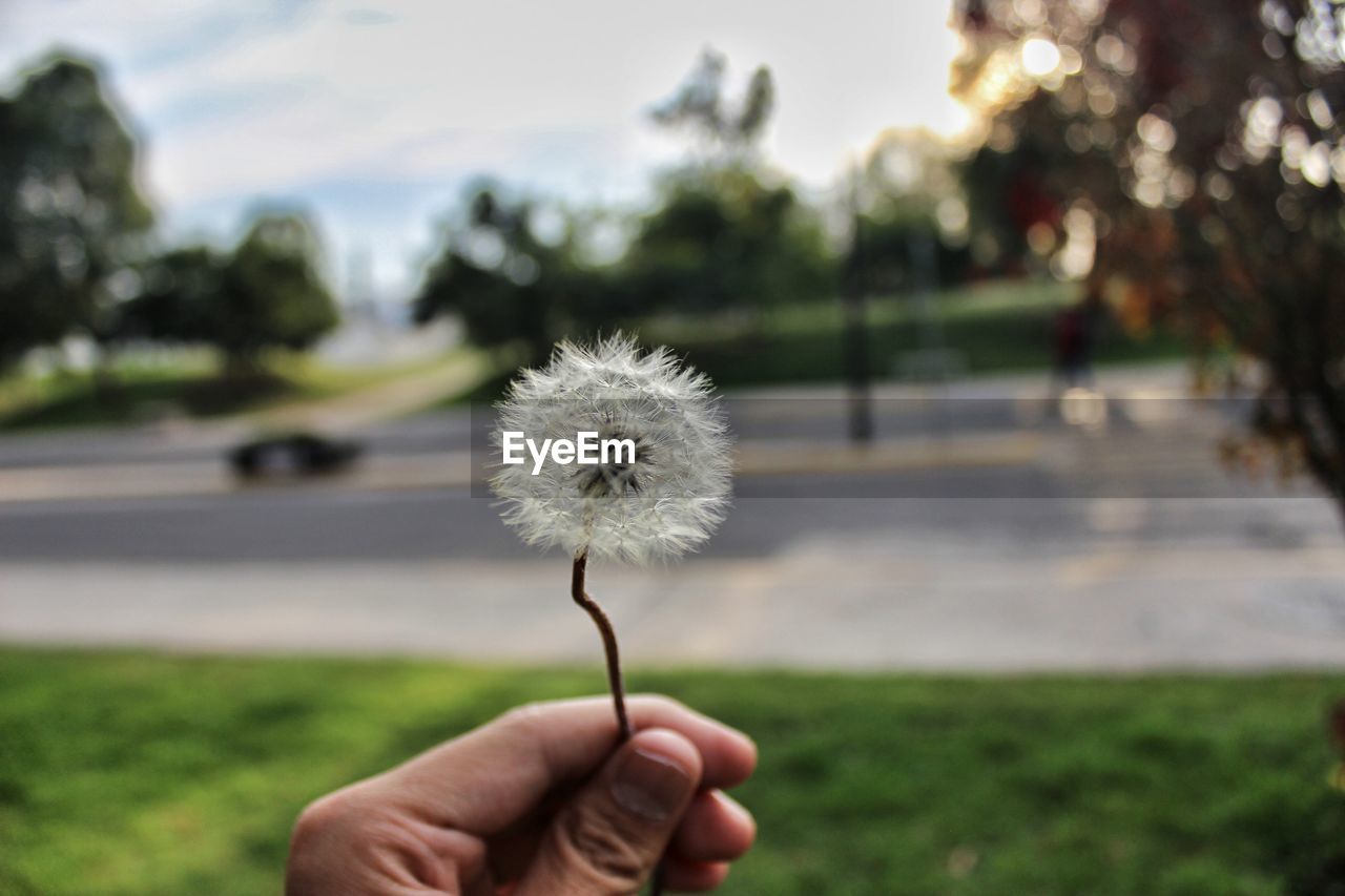 CLOSE-UP OF HAND HOLDING DANDELION