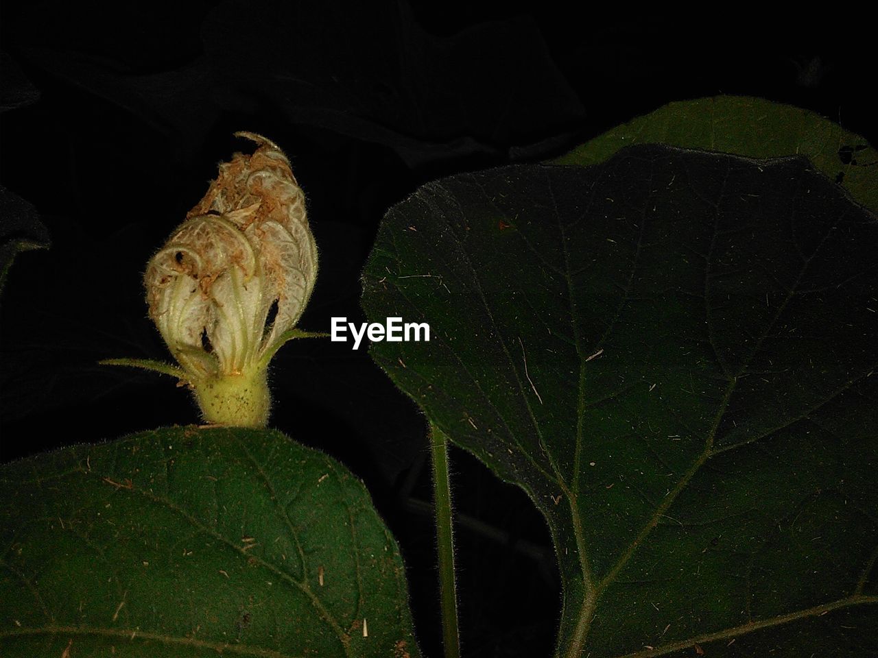 CLOSE-UP OF PLANT IN WATER