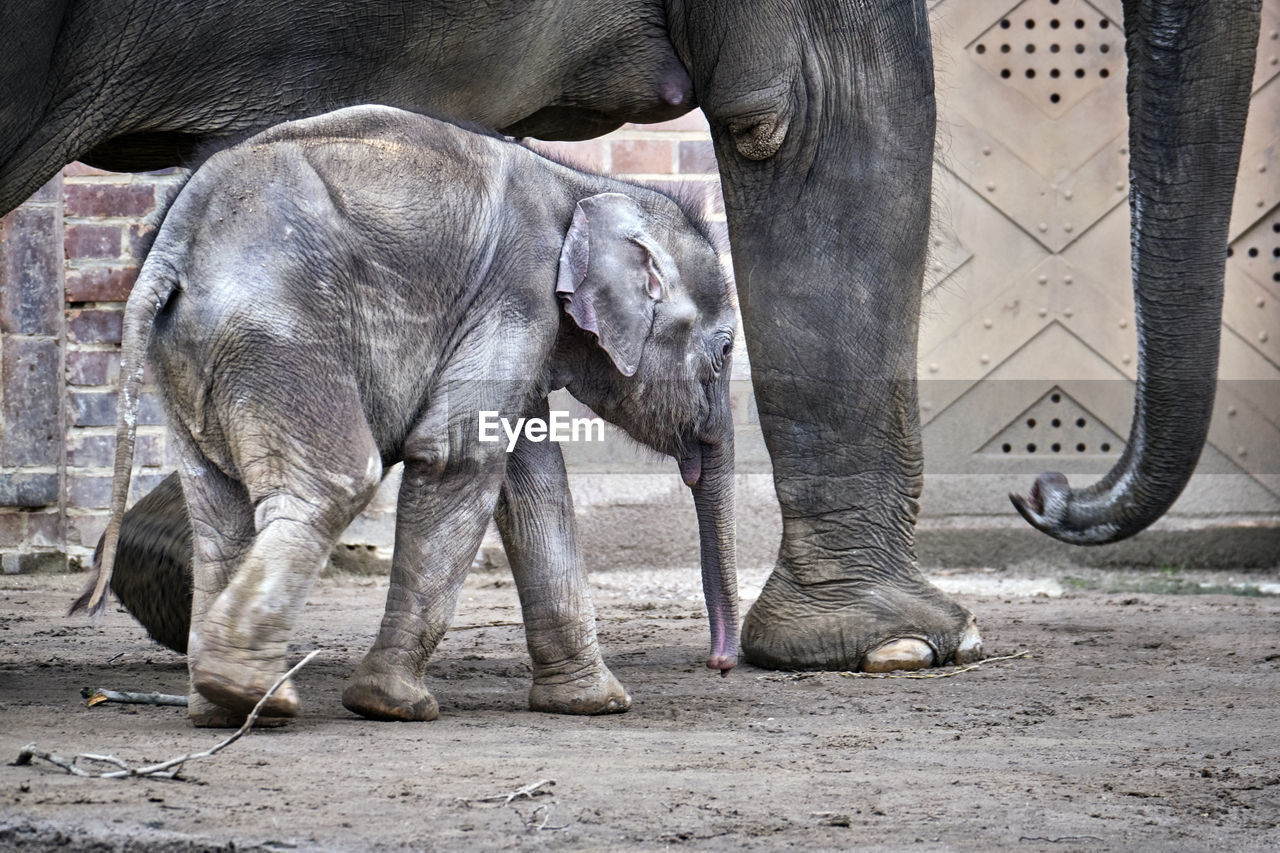 LOW SECTION OF ELEPHANT