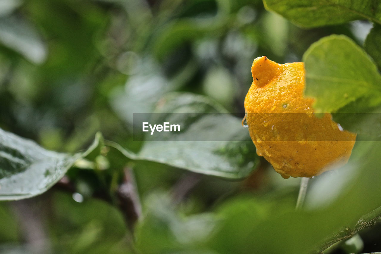 CLOSE-UP OF ORANGE LEAVES ON YELLOW FLOWER