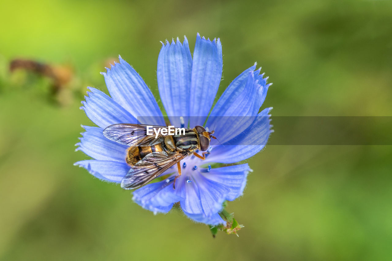 CLOSE-UP OF HONEY BEE ON PURPLE FLOWER