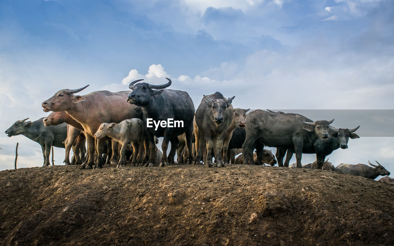 COWS ON A FIELD