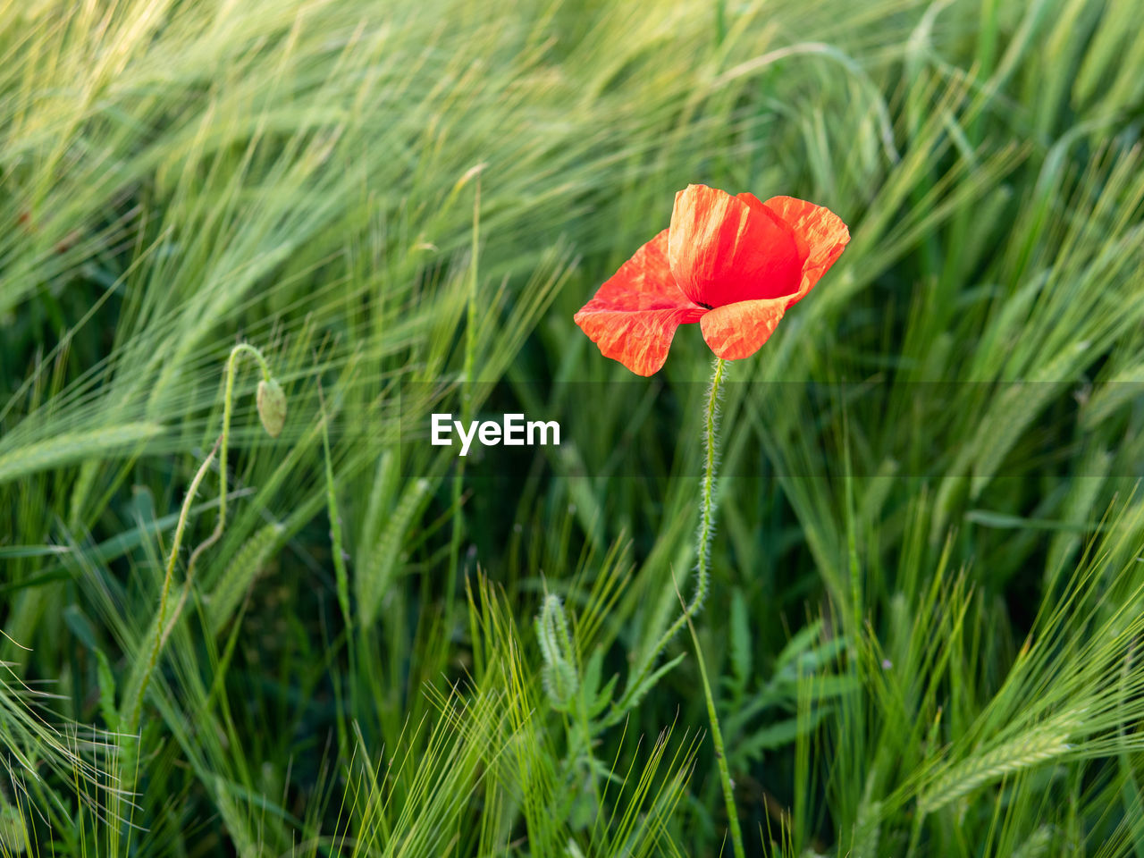 CLOSE-UP OF RED POPPY FLOWER