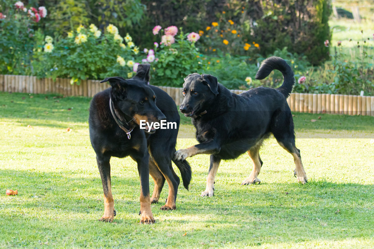 TWO DOGS STANDING IN BACKYARD