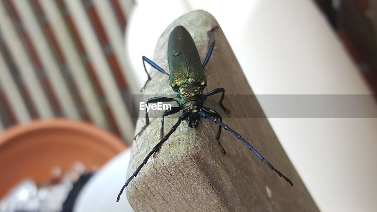 CLOSE-UP OF INSECT ON WOOD