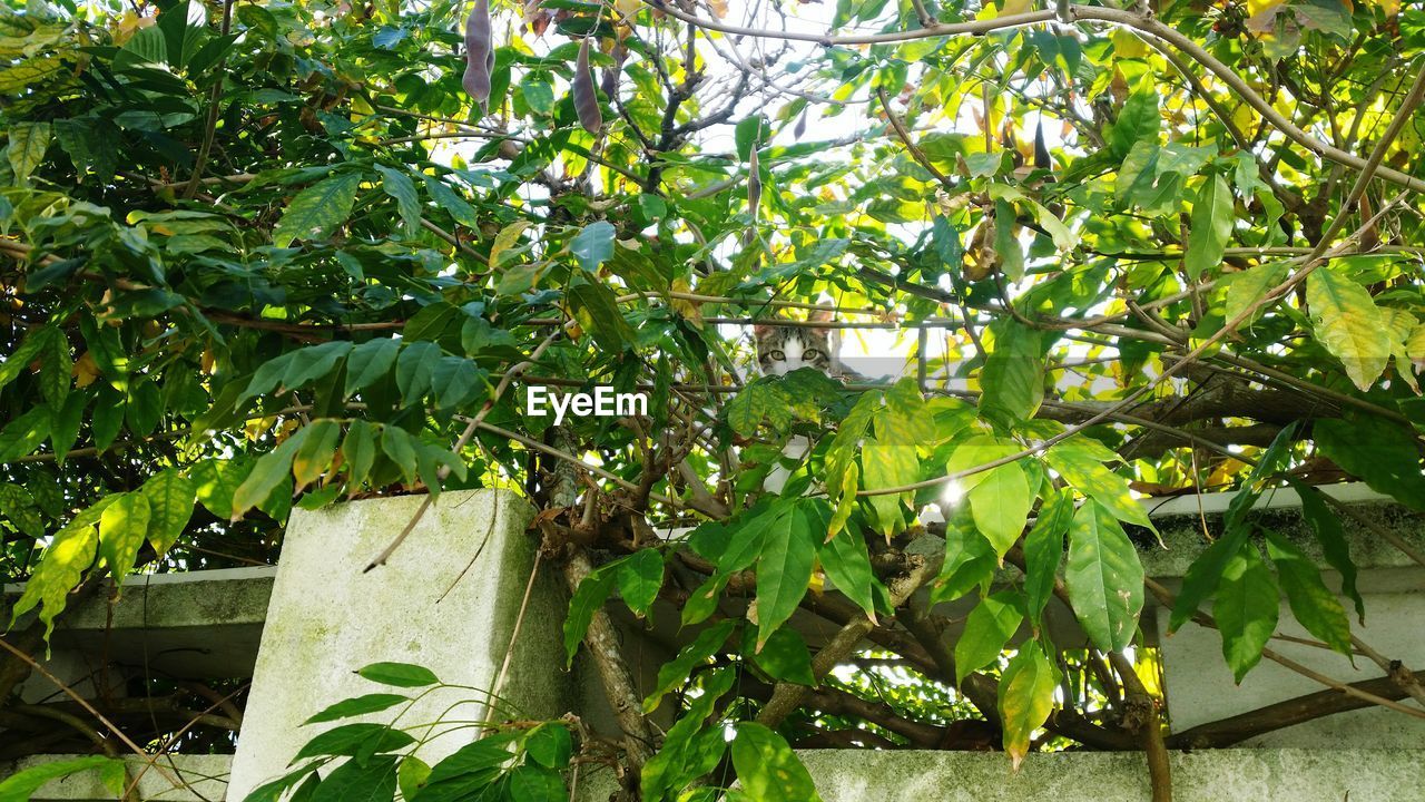 PLANTS GROWING ON TREE TRUNK