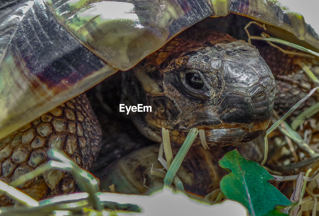 CLOSE-UP OF A TURTLE IN THE BACKGROUND