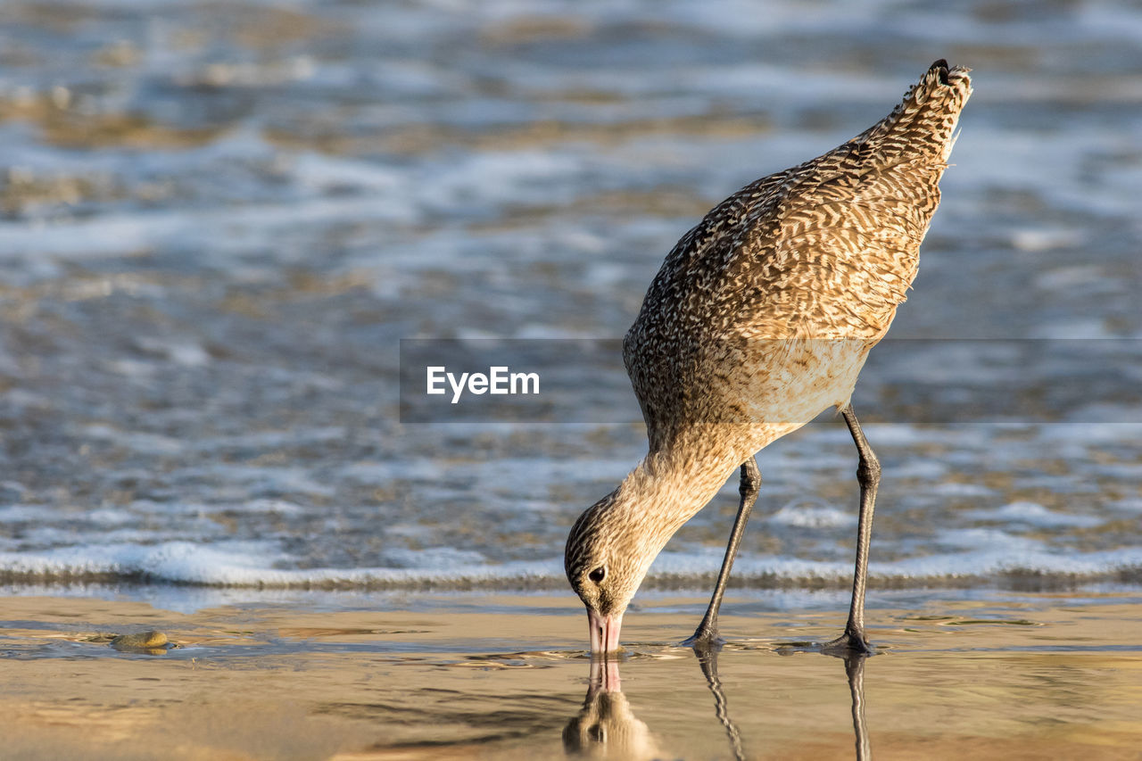 Close-up of sandpiper at beach