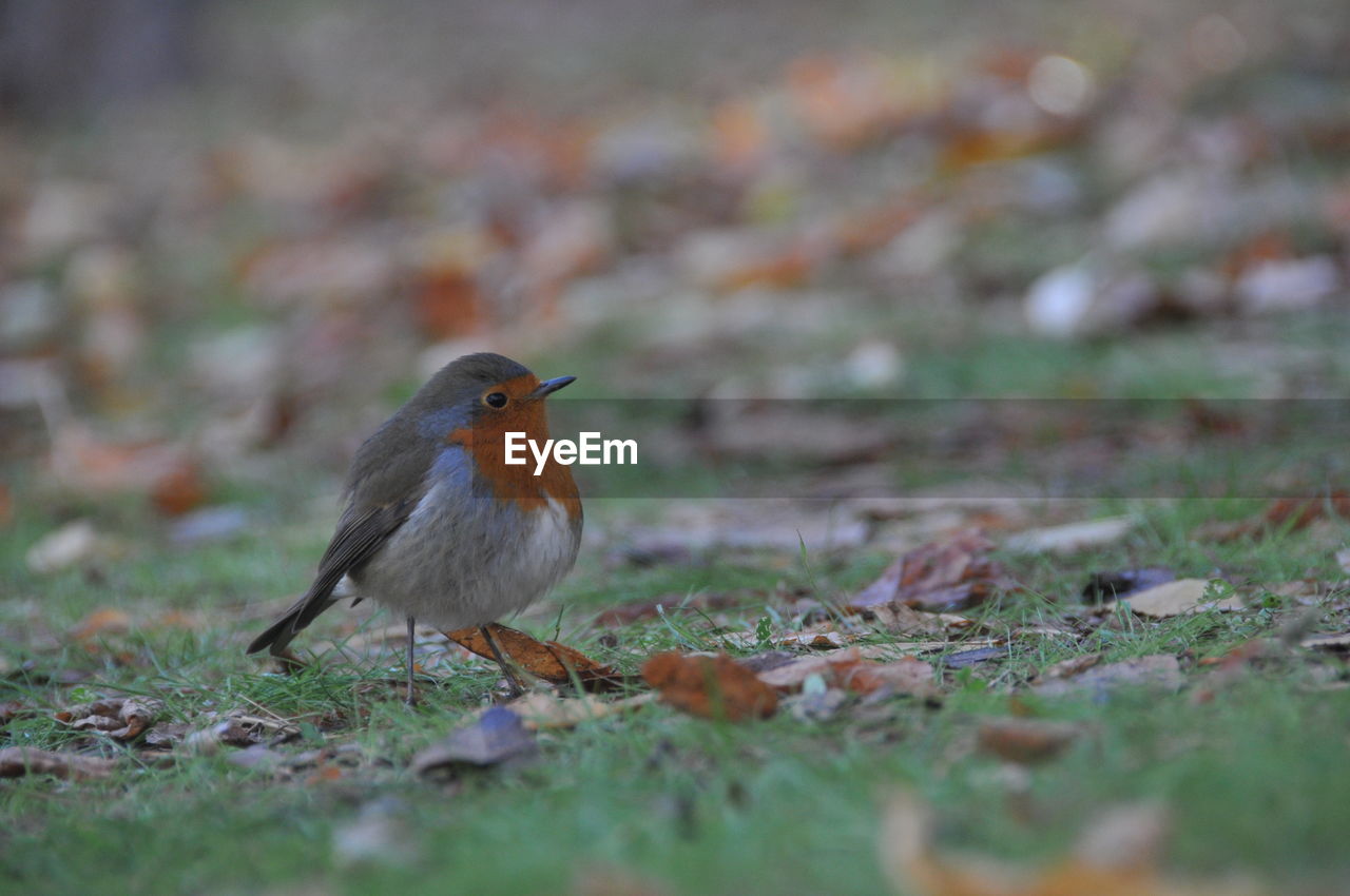 CLOSE-UP OF SPARROW PERCHING ON FIELD