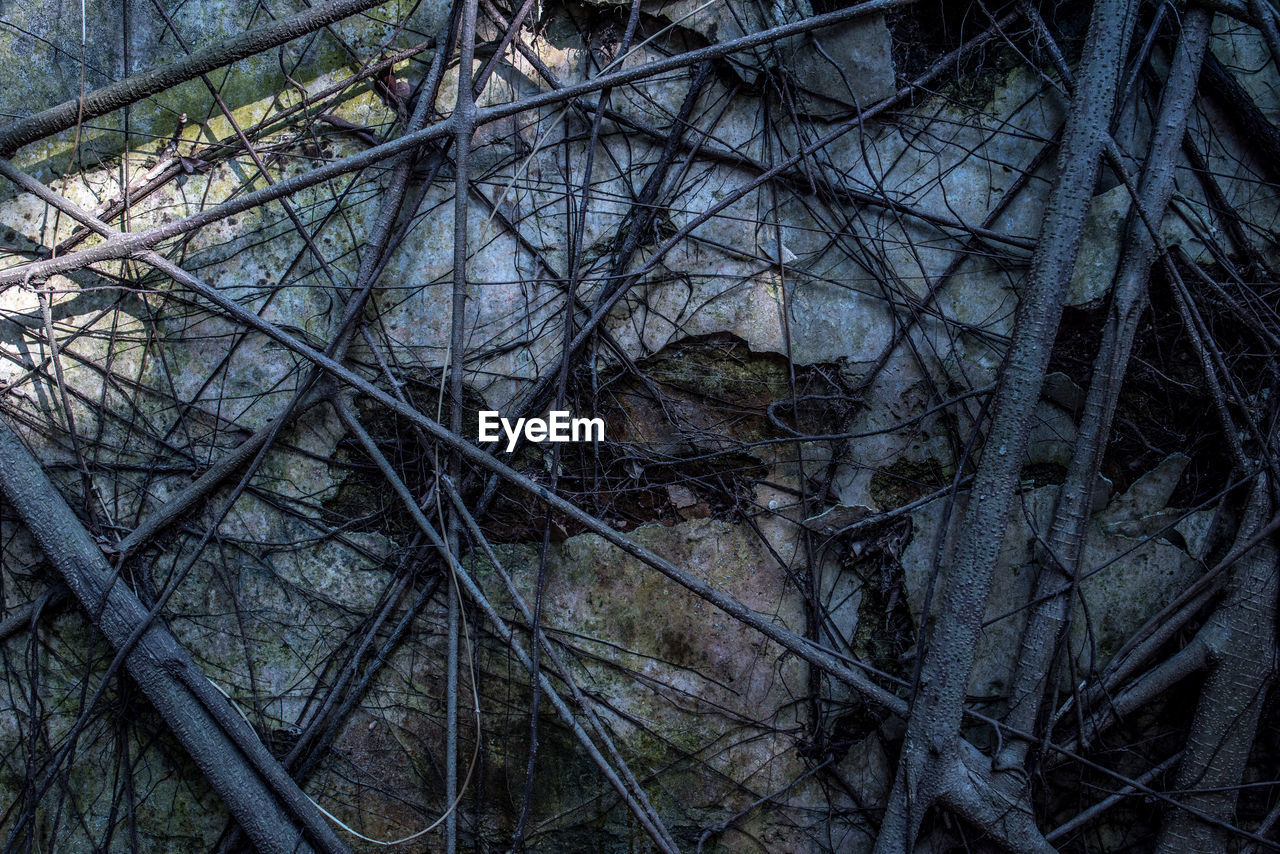 CLOSE-UP OF BARE TREE