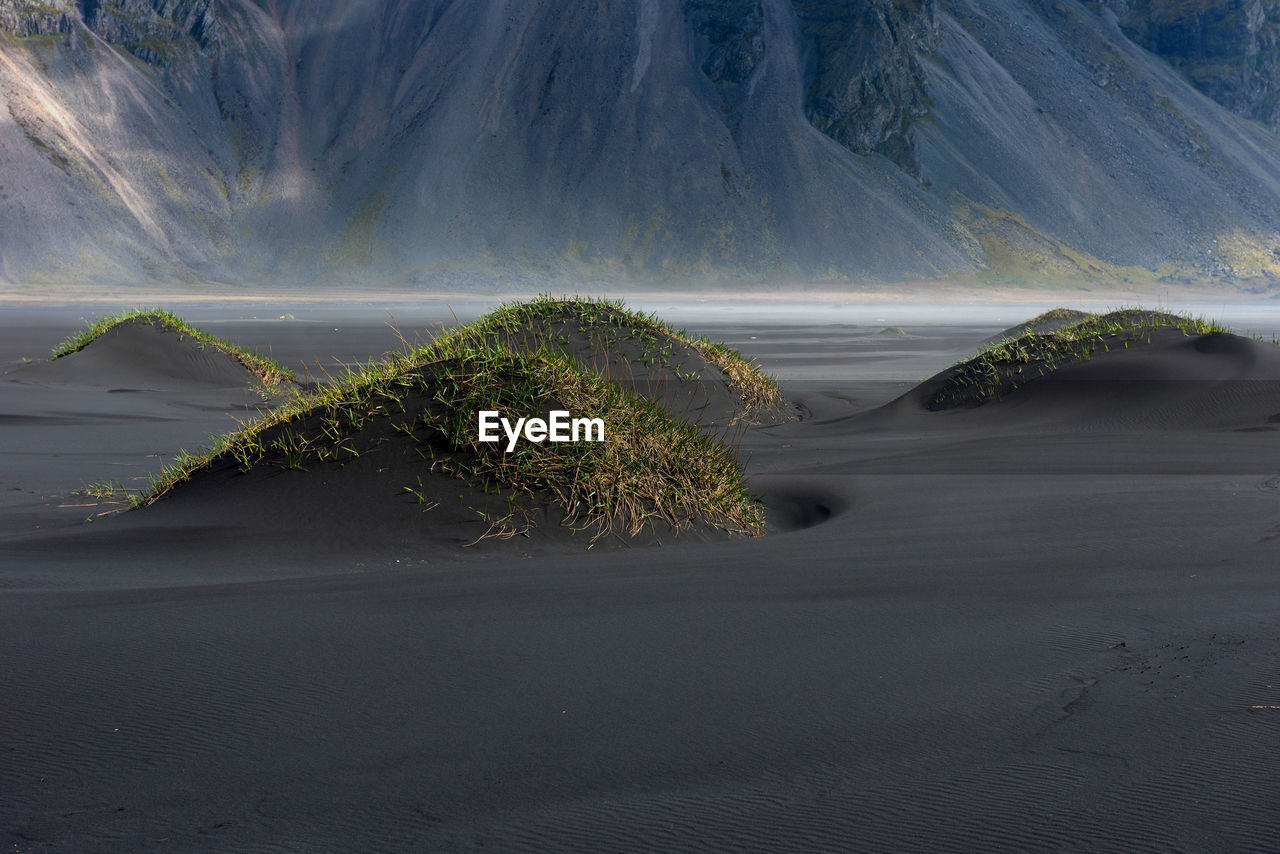 Black sand beach and grenn grass in stokksnes, iceland