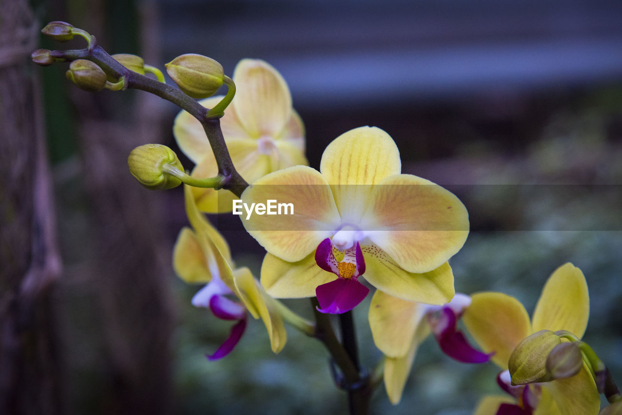 Close-up of yellow orchid flowers