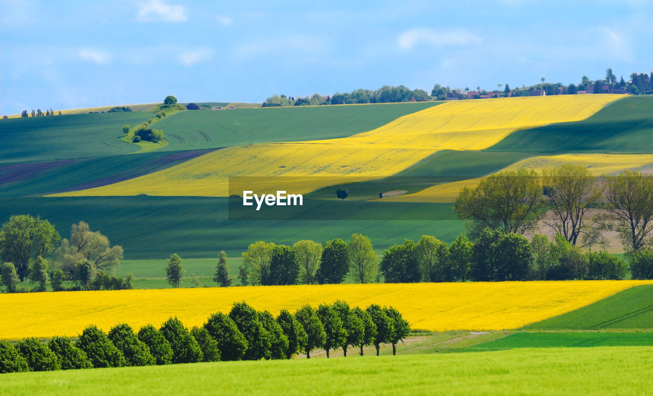 Scenic view of field against sky