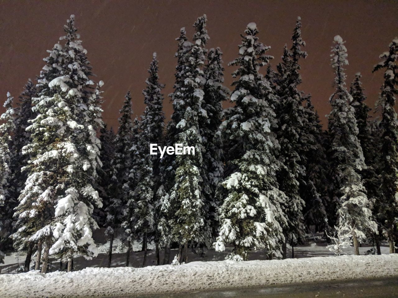 TREES ON SNOW COVERED TREE