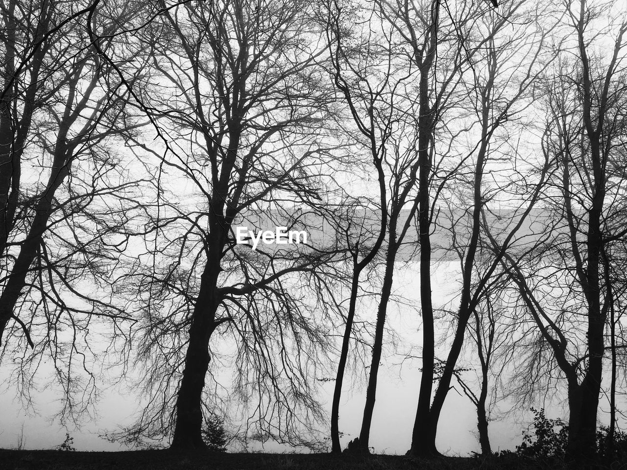 VIEW OF BARE TREES AGAINST SKY