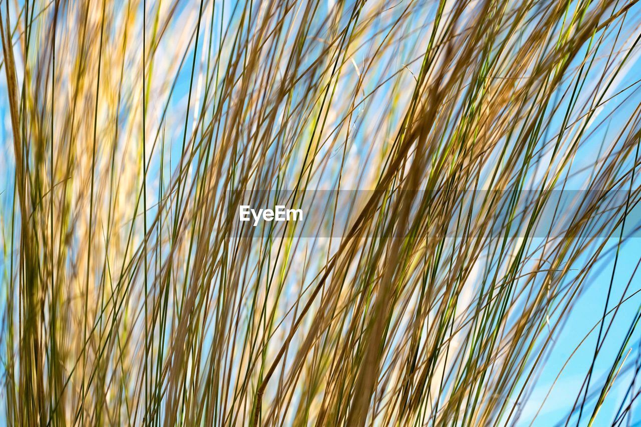 LOW ANGLE VIEW OF PLANTS AGAINST SKY