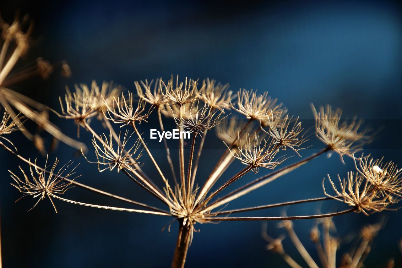 plant, nature, flower, branch, macro photography, sunlight, beauty in nature, close-up, no people, sky, focus on foreground, light, leaf, freshness, growth, flowering plant, grass, outdoors, tree, tranquility, food, food and drink, seed, fragility, selective focus