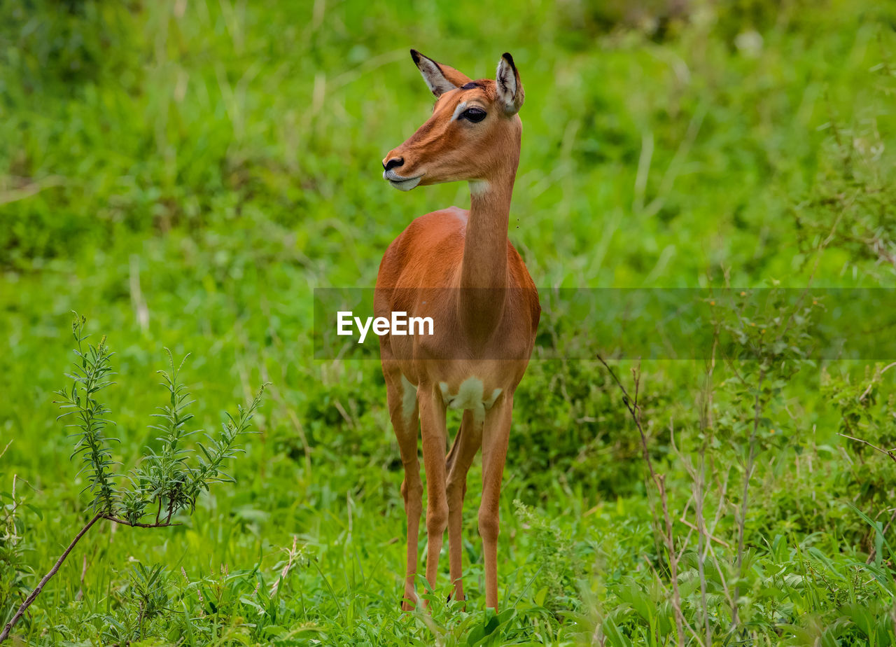 portrait of deer standing on grassy field