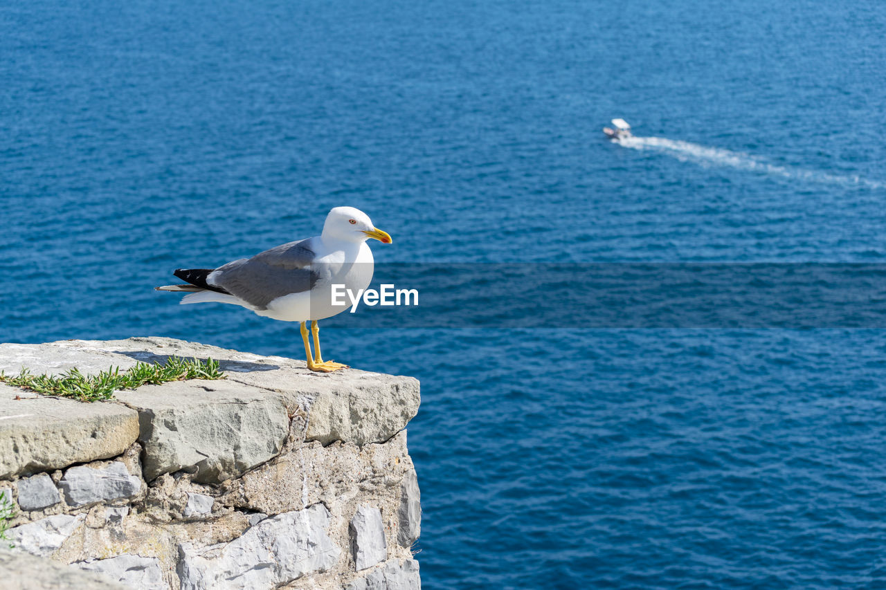 bird, animal themes, water, animal, animal wildlife, sea, wildlife, seabird, gull, seagull, one animal, perching, day, no people, nature, ocean, beauty in nature, rock, coast, blue, european herring gull, great black-backed gull, outdoors, shore, beach