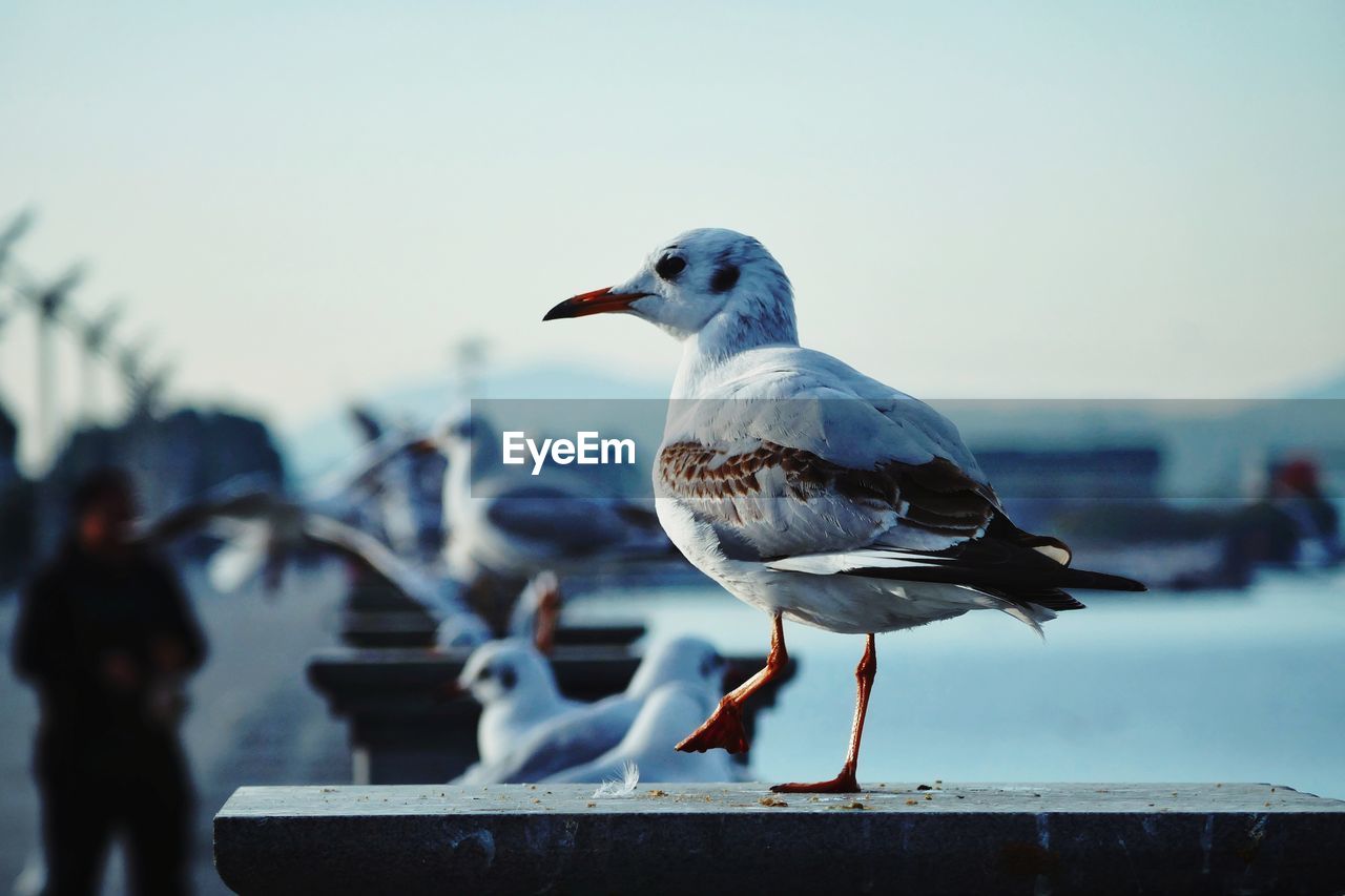 Close-up of seagull perching on railing