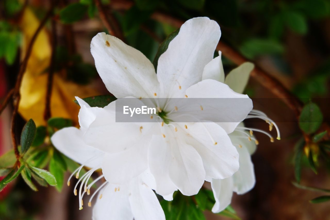 WHITE FLOWERS BLOOMING OUTDOORS