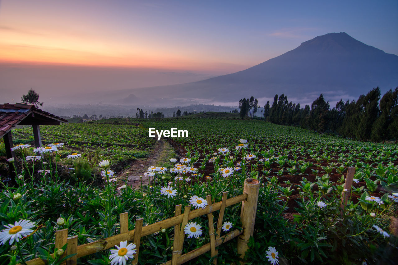 Scenic view of field against sky during sunset