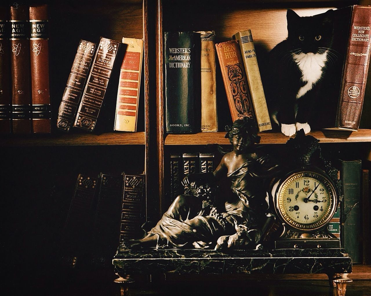 Cat sitting on bookshelf