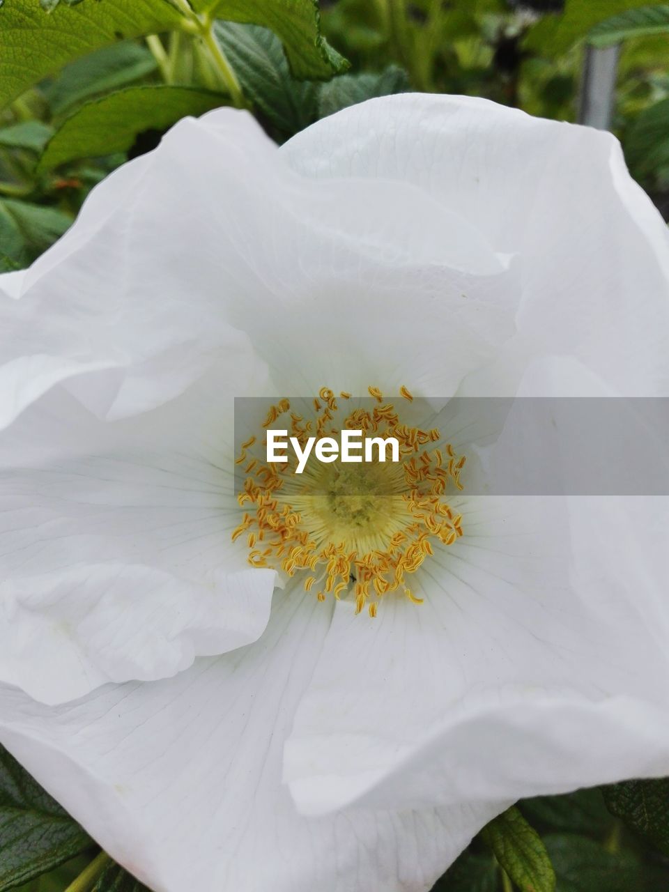 Close-up of white flower