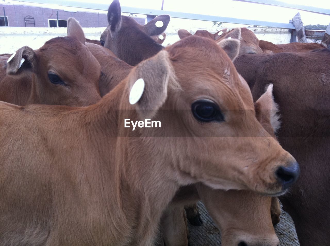 CLOSE-UP OF TWO COWS