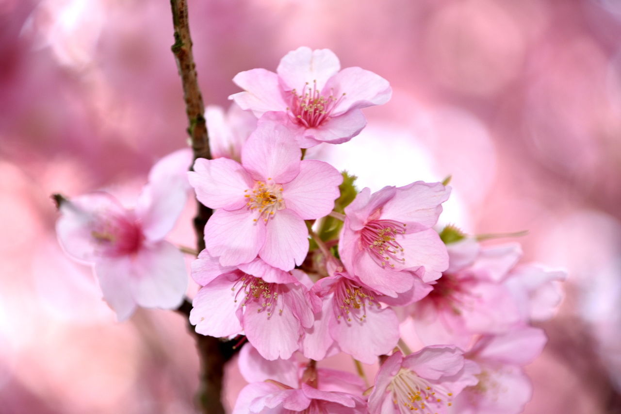 Close-up of pink flowers