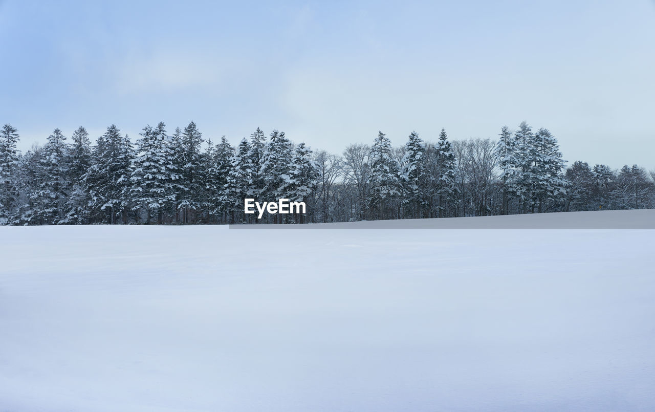 cold temperature, winter, snow, tree, plant, forest, environment, nature, coniferous tree, scenics - nature, pine tree, landscape, beauty in nature, land, sky, tranquil scene, frozen, pine woodland, pinaceae, woodland, tranquility, non-urban scene, no people, white, polar climate, blue, copy space, freezing, evergreen tree, mountain, day, ice, outdoors, piste, snowing, loneliness, cloud, spruce tree, idyllic, winter sports, remote, holiday, wilderness