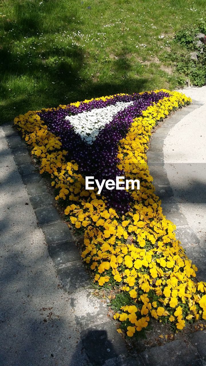 YELLOW FLOWERS ON ROAD