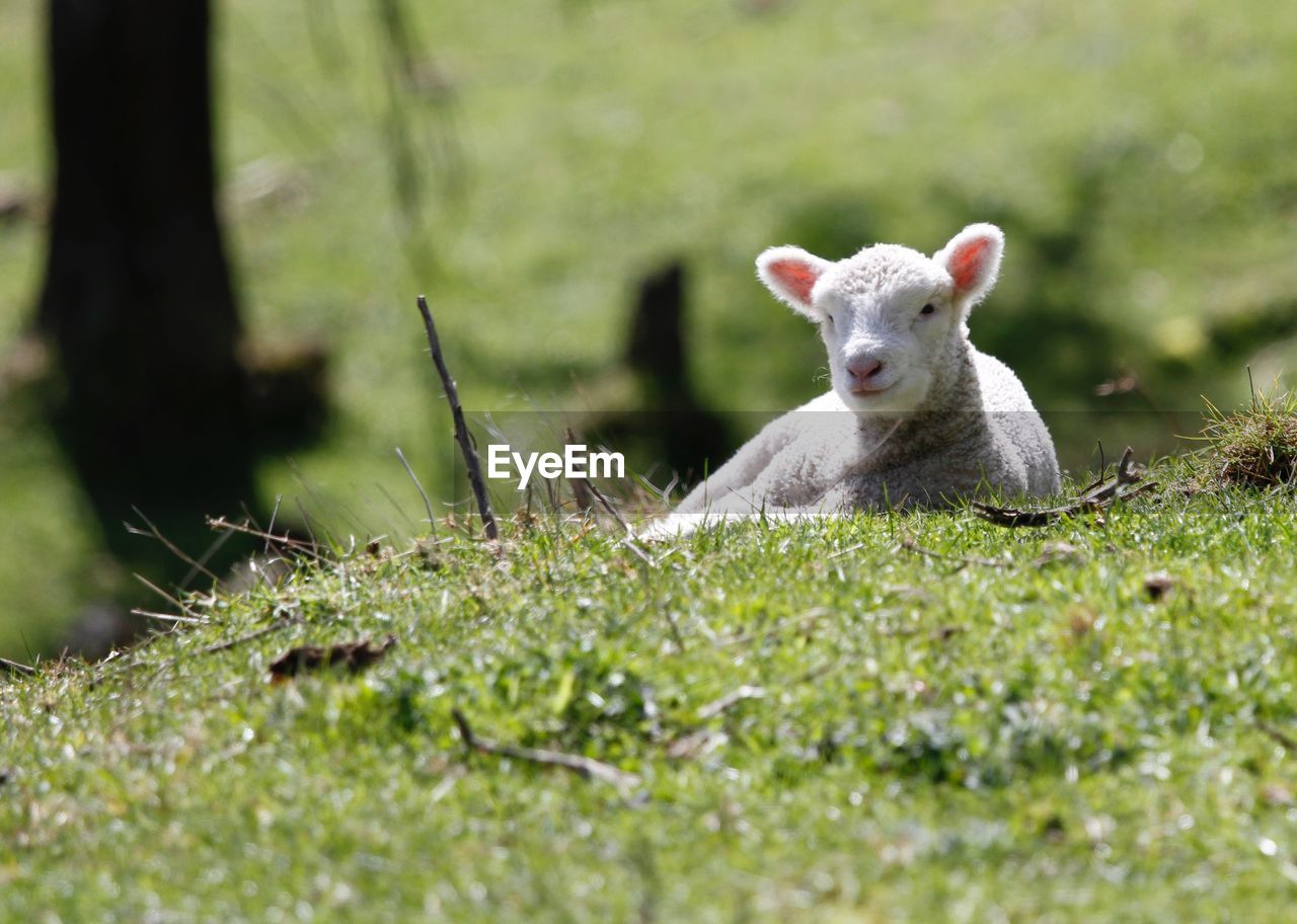 Lamb relaxing on grassy field