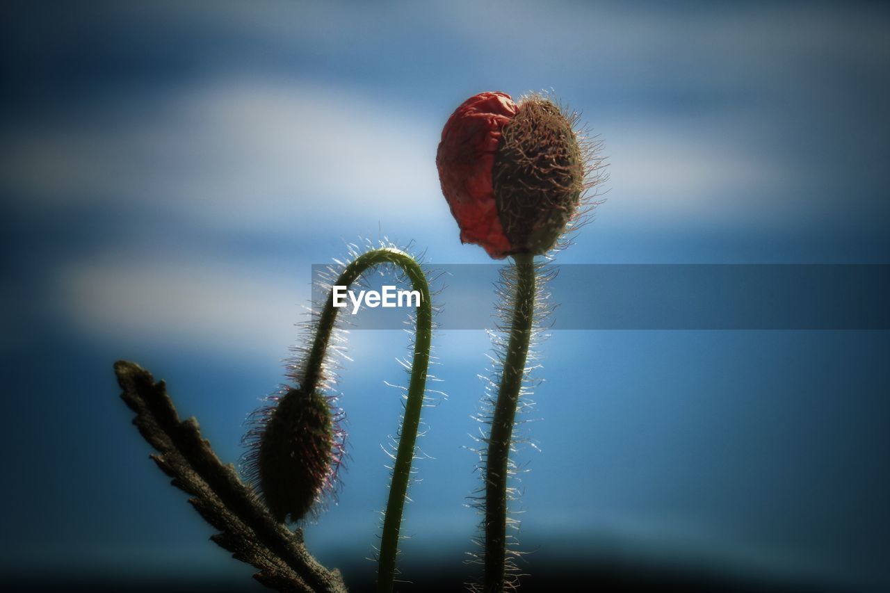 CLOSE-UP OF CACTUS