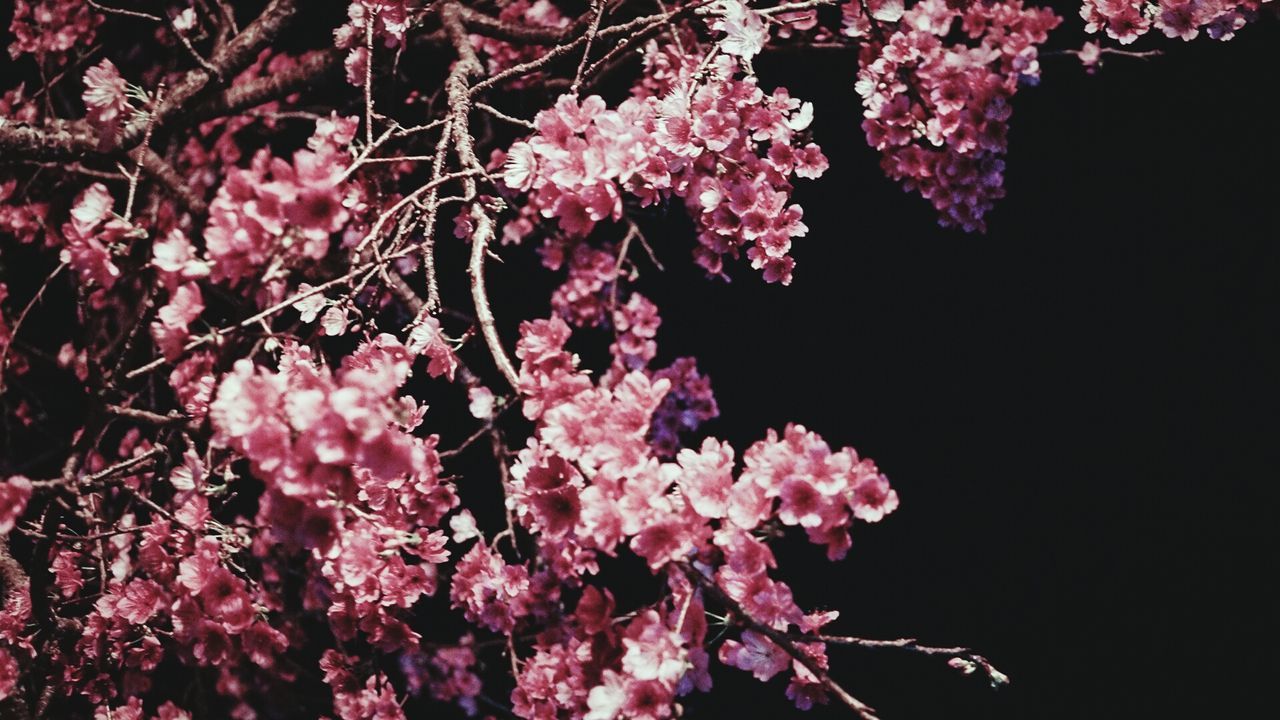 Branches with pink blossom