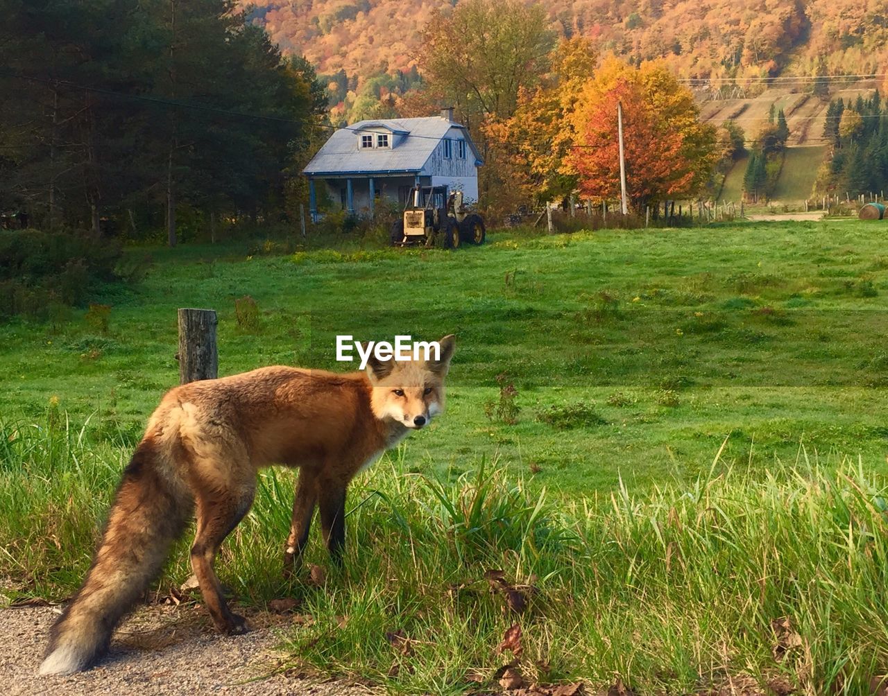 Side view of red fox standing on grassy field