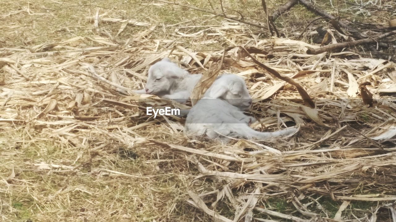 DOG LYING ON FIELD