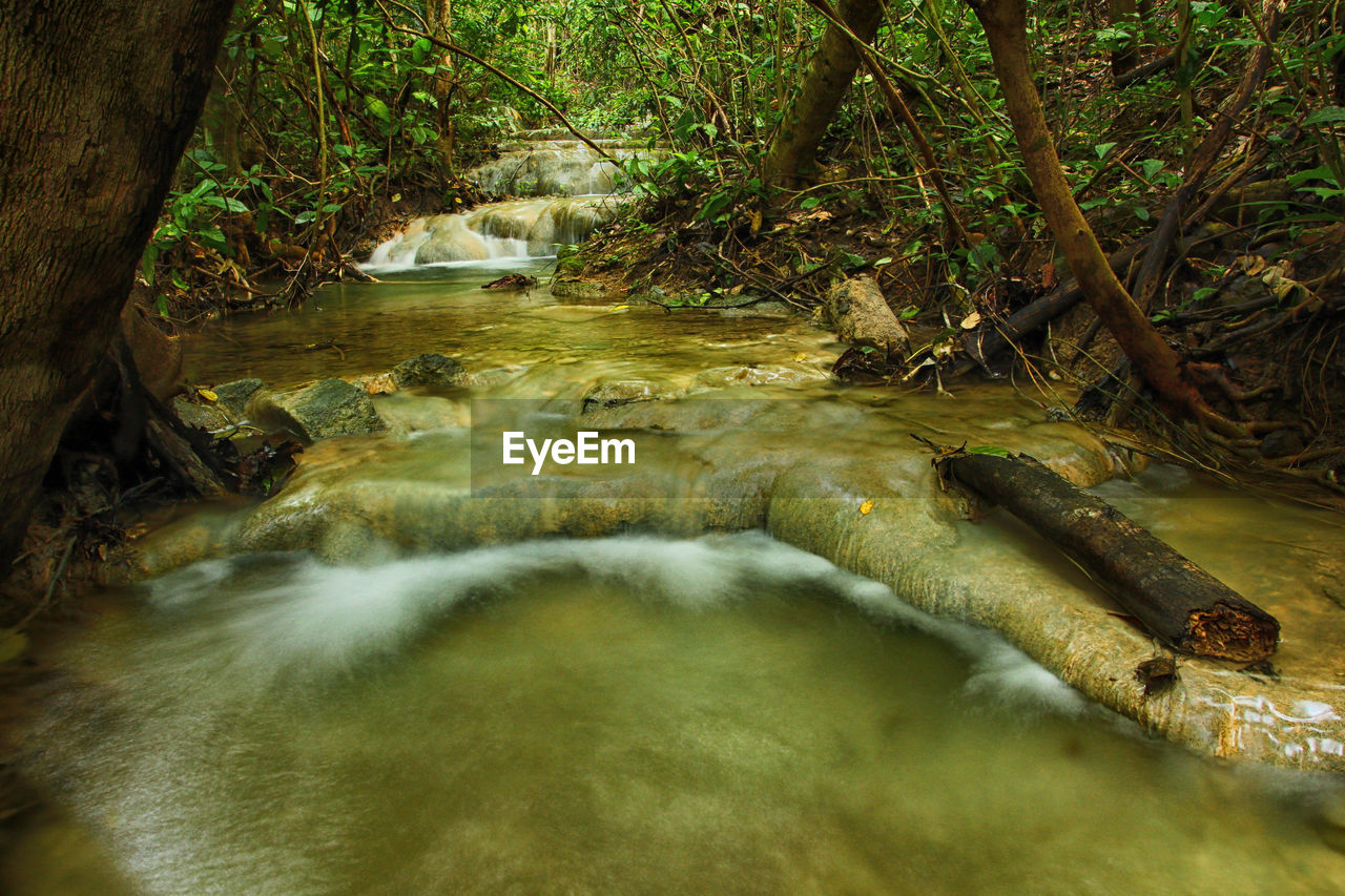 River flowing amidst trees in forest