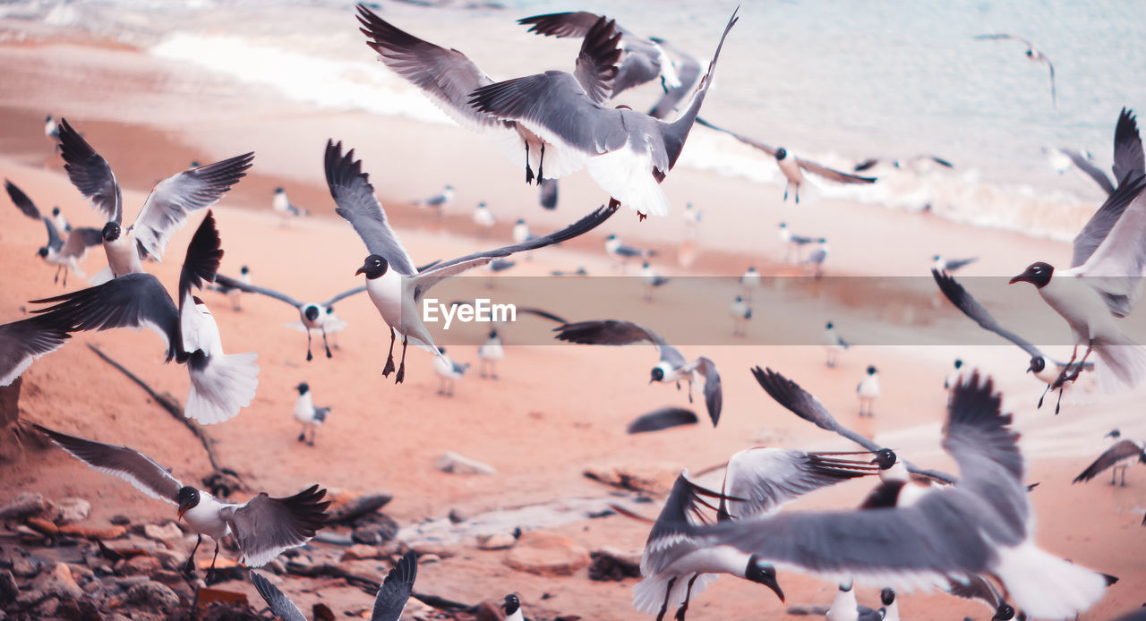 SEAGULLS FLYING OVER BIRDS