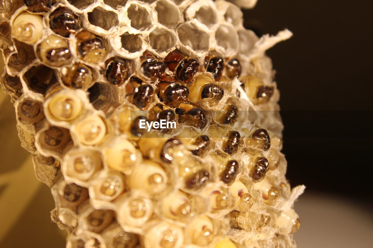 Close-up of beehive