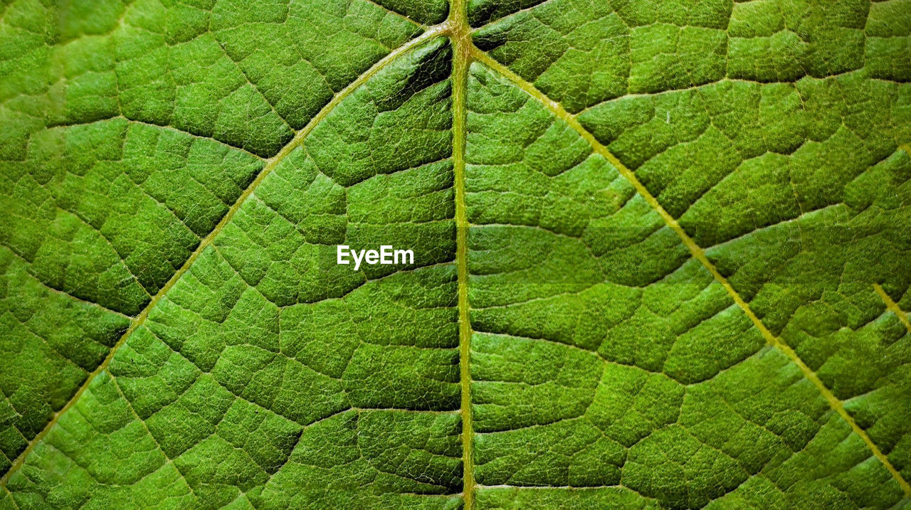 Texture of green leaf macro full background or wallpaper, pattern in nature