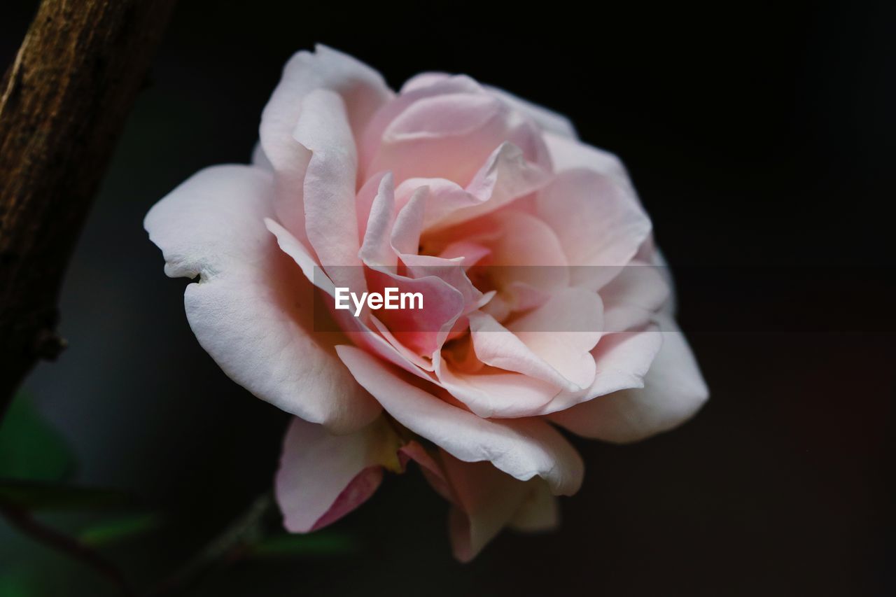 Close-up of pink rose