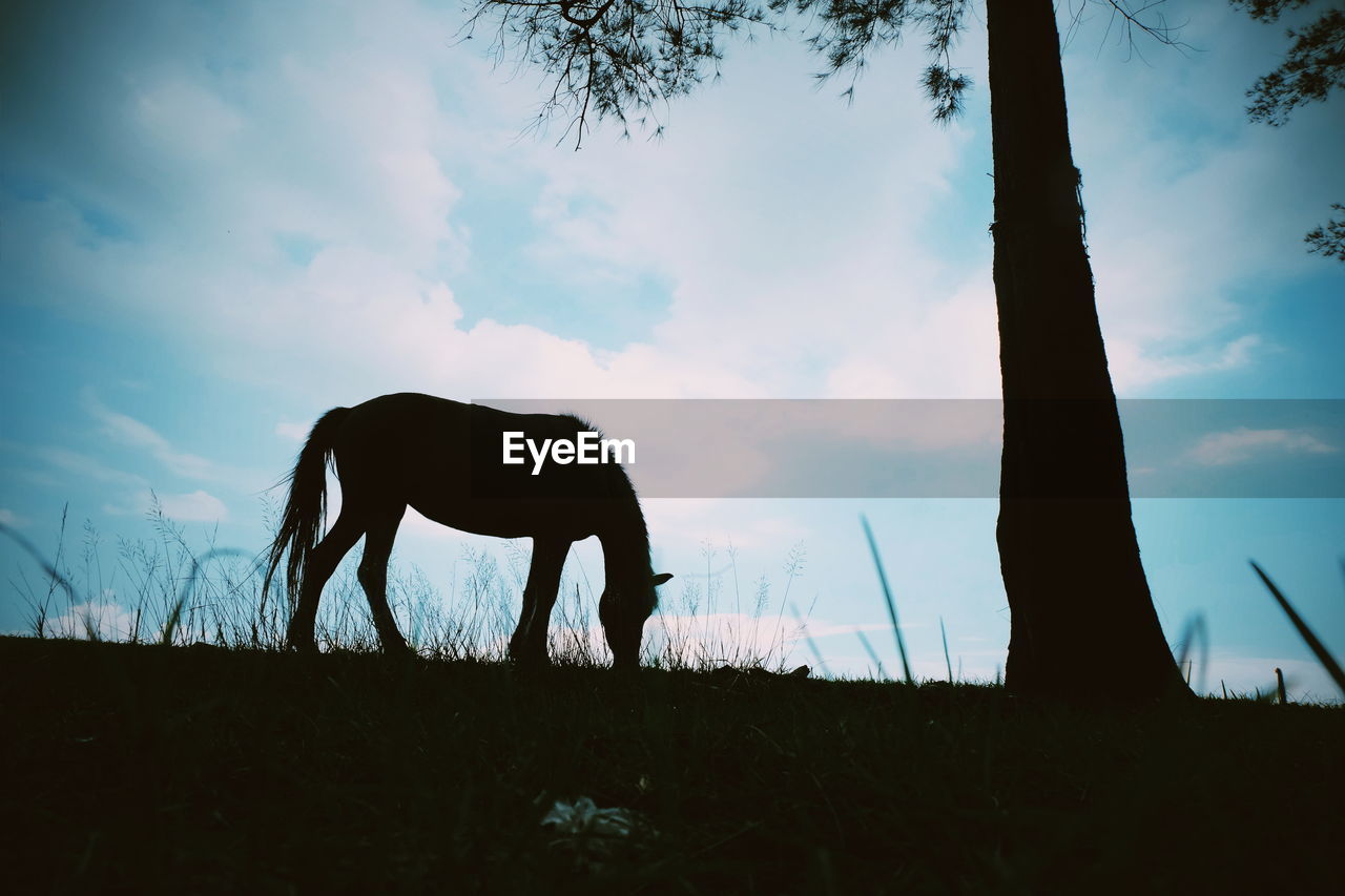 SILHOUETTE OF HORSE GRAZING ON FIELD