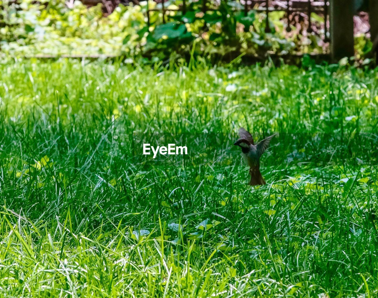 VIEW OF SQUIRREL ON GRASS