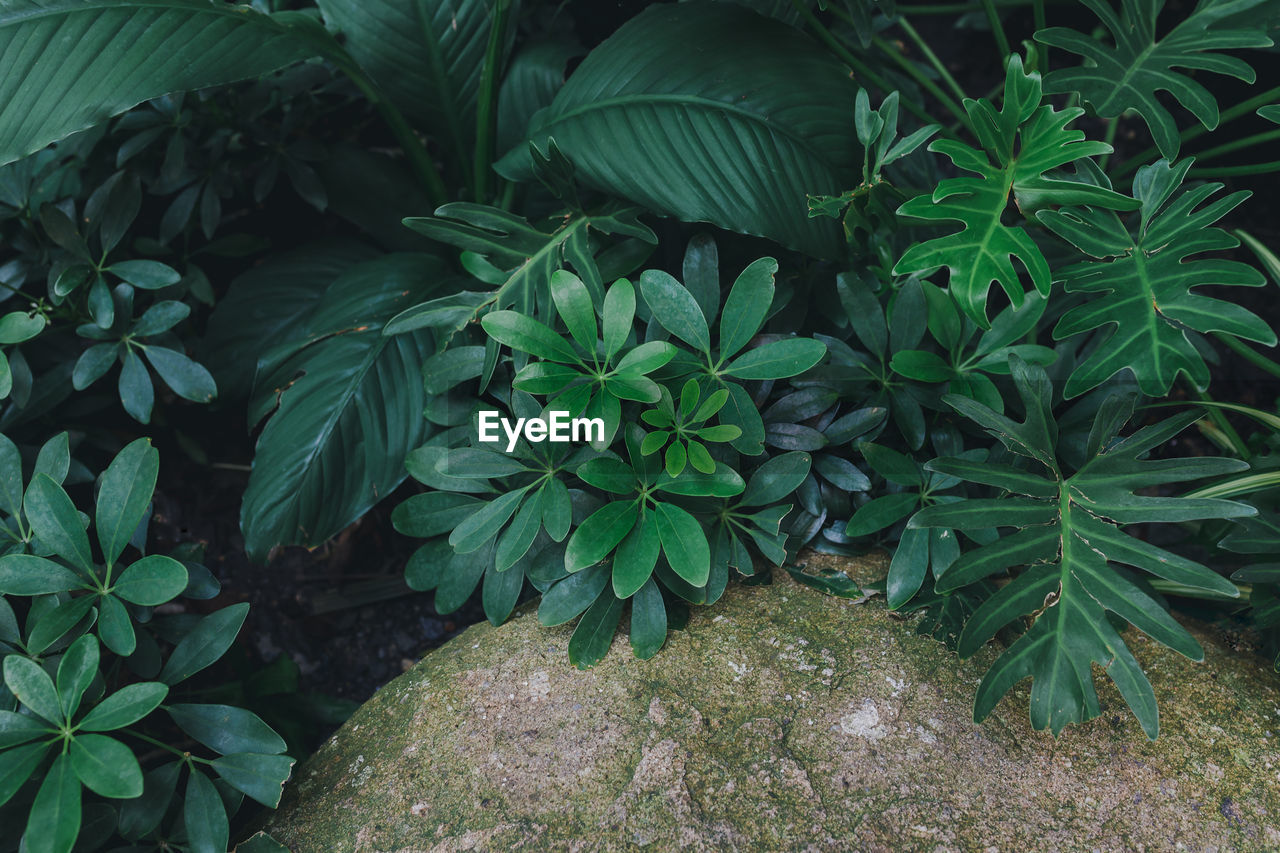 CLOSE-UP OF PLANTS GROWING ON FIELD