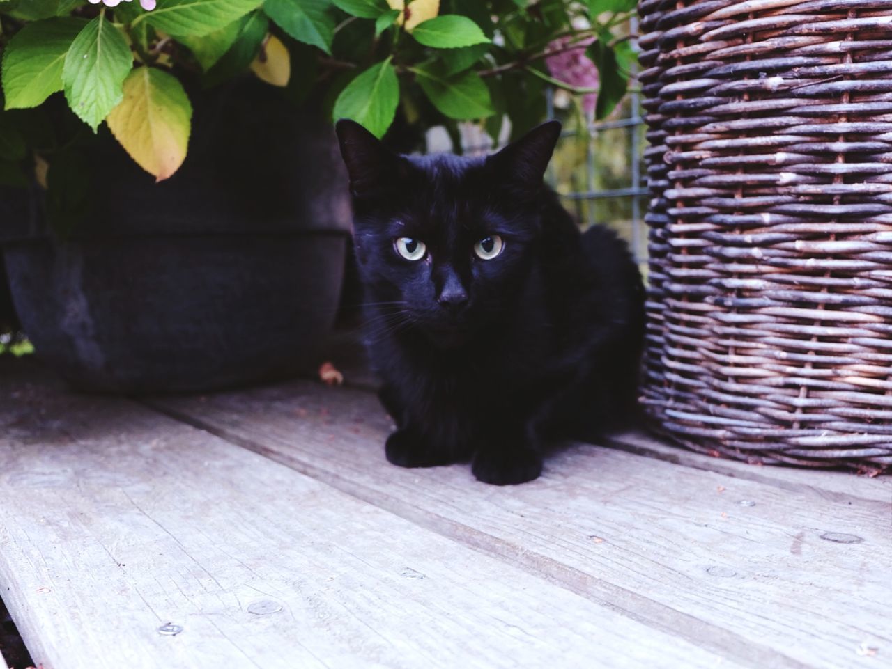 Black cat sitting near house plant