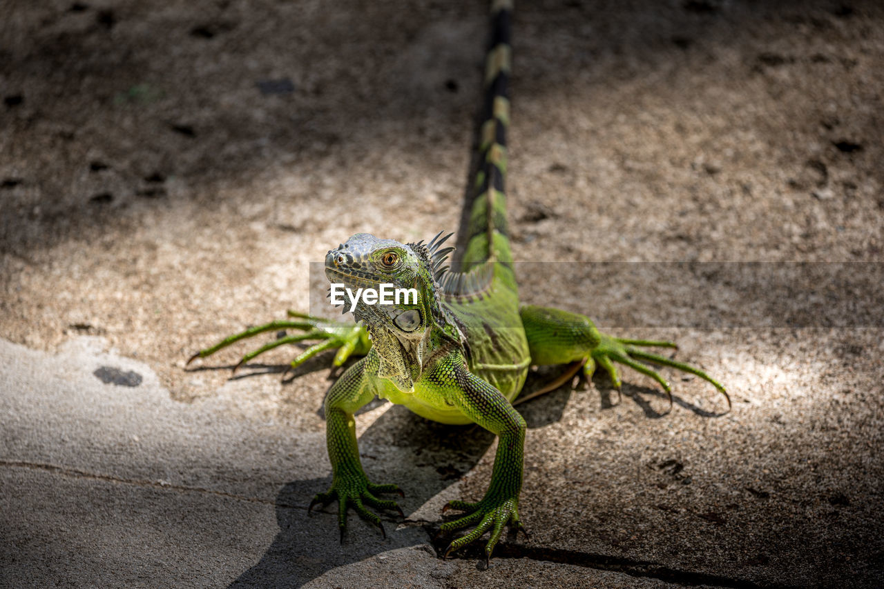 High angle view of lizard on rock