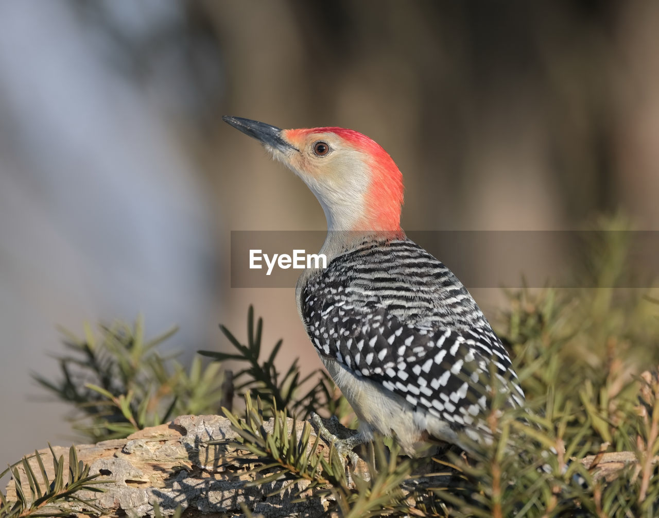 Red-bellied woodpecker