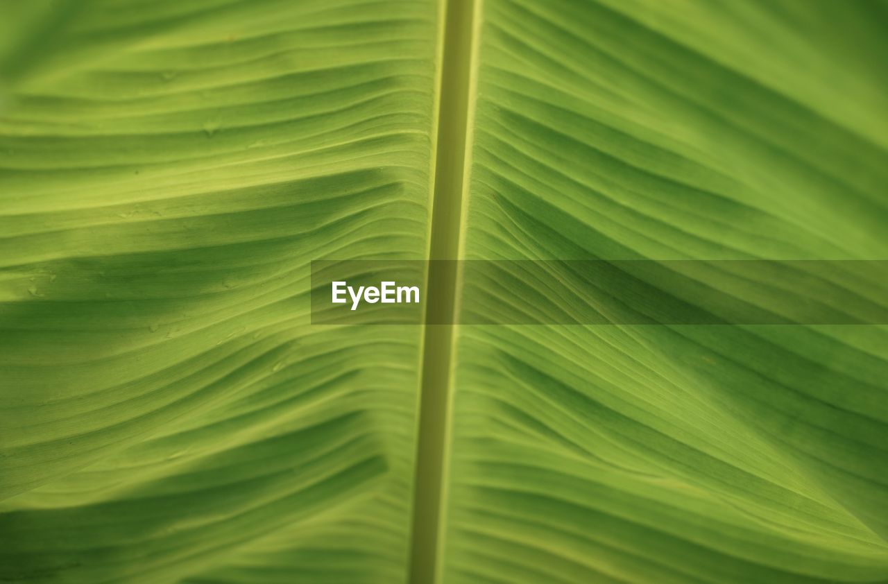 green, leaf, plant part, palm tree, palm leaf, backgrounds, no people, beauty in nature, tropical climate, plant, nature, close-up, full frame, sunlight, yellow, pattern, plant stem, leaf vein, banana leaf, flower, growth, frond, macro photography, grass, tree, textured, freshness, outdoors, environment, leaves, day, botany